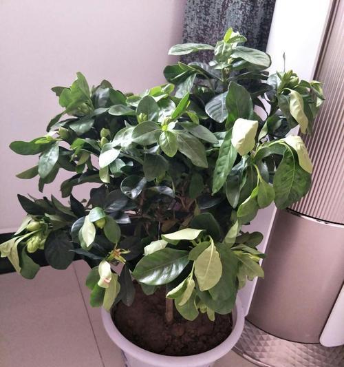 菊花叶子蔫了怎么办（教你拯救枯萎的菊花叶子）