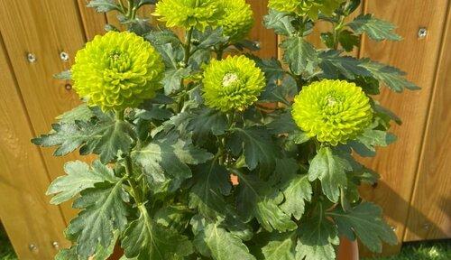 菊花怎么养才能更旺盛（菊花种植全攻略）