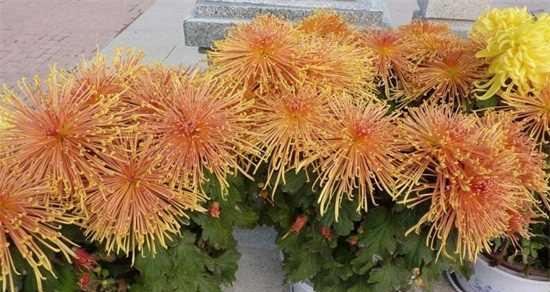如何养护菊花，让其长势更旺（掌握这些技巧）