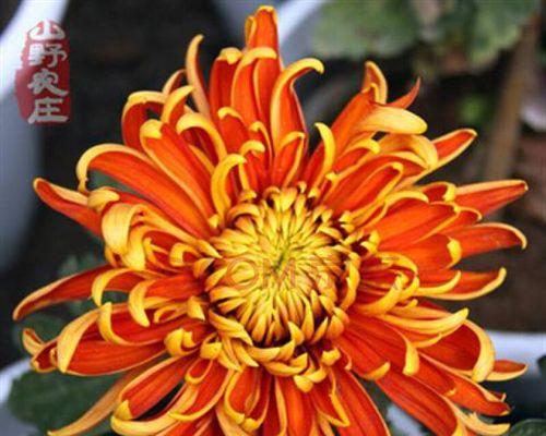 菊花种子的养殖方法与注意事项（从种子到花开）