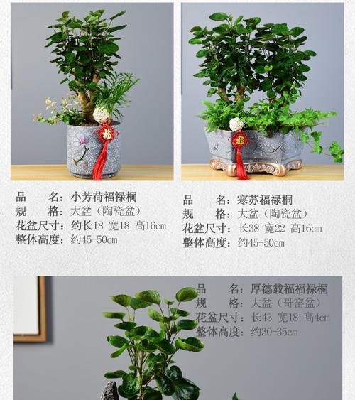 聚宝盆的养护技巧