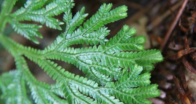 探秘卷柏——一种神奇的植物（介绍卷柏的特点、生长环境和用途）
