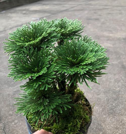 卷柏属于常绿乔木植物（常绿乔木植物的特点及卷柏的形态特征）