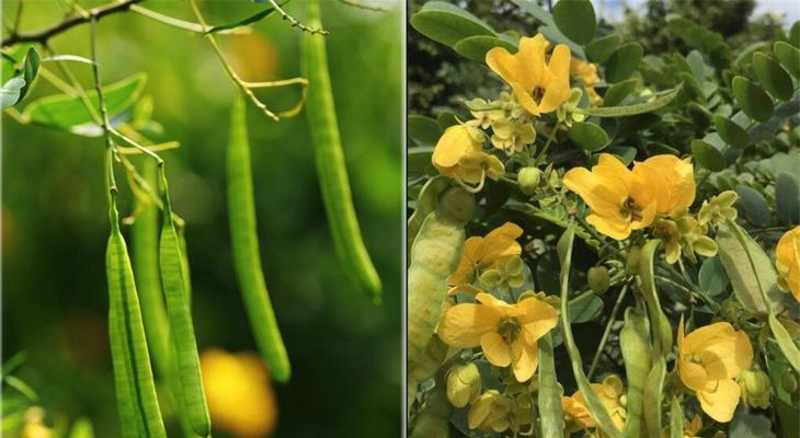 揭秘决明子的产地之谜（寻访神奇植物的故乡——探索决明子的原生地）