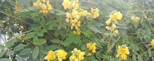 决明子的生长与开花（探究决明子开花结果的特点和条件）