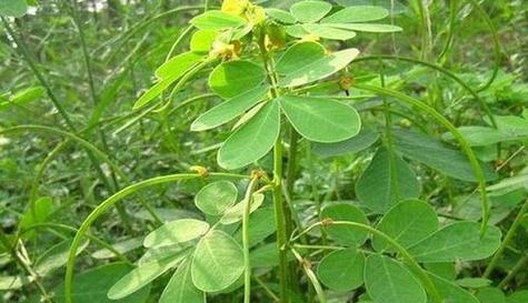 探秘神奇的决明子（解析决明子的药用价值及应用范围）