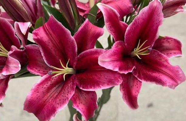 红色百合花的花语与寓意（探索红色百合花所传递的深刻含义与感情）