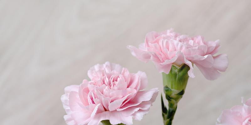 花开如梦，黄康乃馨的花语（探寻黄康乃馨的芬芳世界）