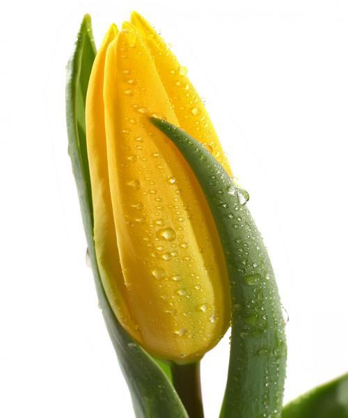 黄色郁金香的花语与寓意（探寻黄色郁金香的象征意义）