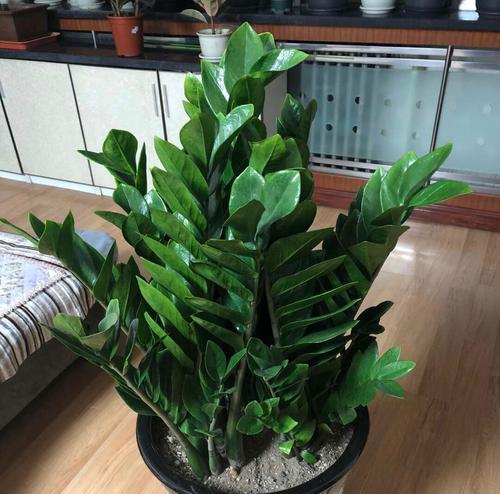 洋桔梗风水之福气长久，开运庇佑（洋桔梗风水寓意揭秘）