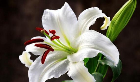 金百合花（金百合花的深刻寓意与浪漫花语）