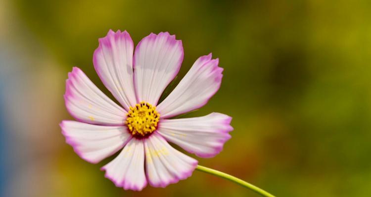 格桑花的象征寓意及其在的地位（市花格桑花的意义与文化传承）