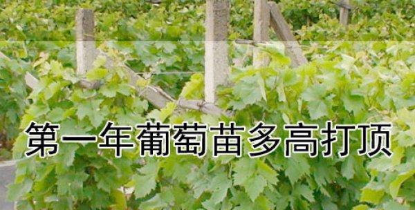 葡萄的生长环境与地方（介绍葡萄的生长环境）