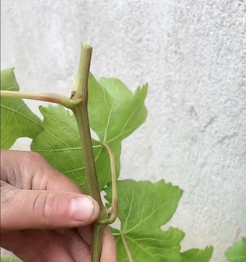 葡萄嫁接的时间和方法（掌握合适的季节与技巧）