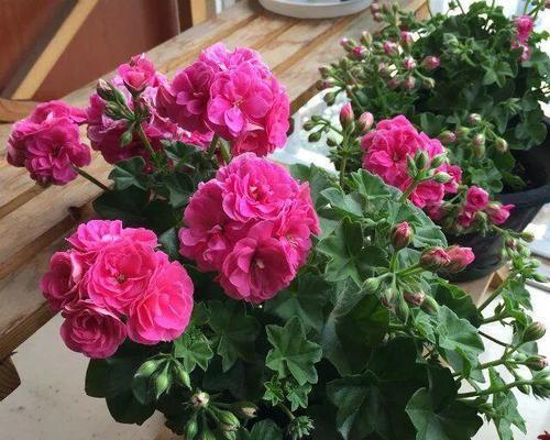 葡萄酒稀释，一瓶花开（以废为宝）