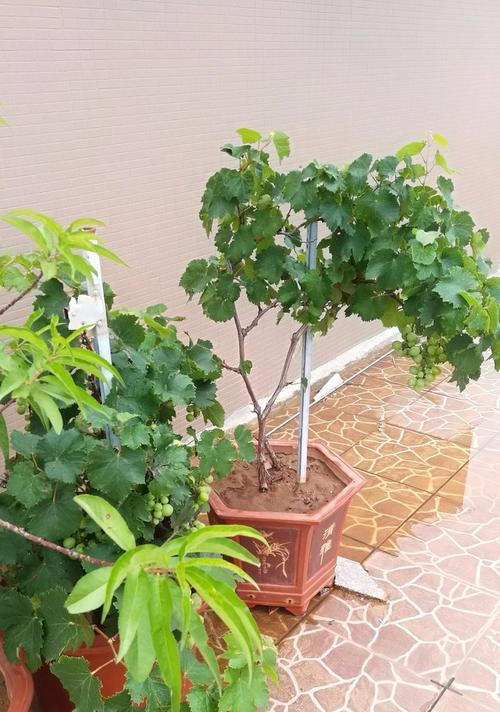 葡萄的盆栽方法详解（让你在家也能种出美味的葡萄）