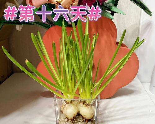 水培葡萄，让果实更甜美（掌握这些技巧）