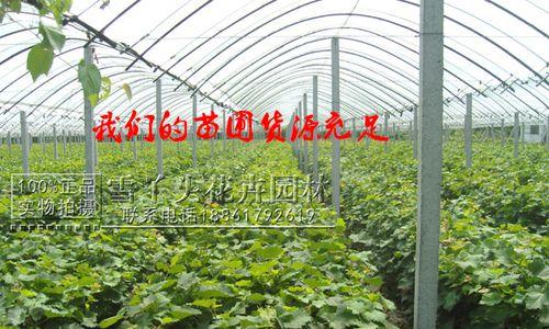 合适的葡萄苗种植时间及方法（探究葡萄苗种植的最佳时间和技巧）