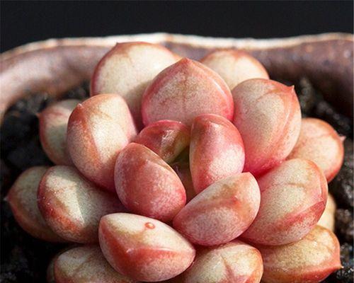 葡萄的最佳食用季节（秋季果实饱满）