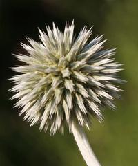 葡萄的花序类型及其生长特点（探究葡萄花序的形态和特征）