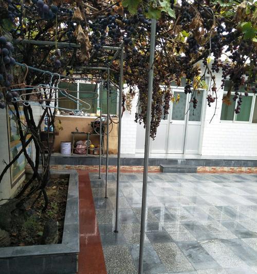 葡萄树种植指南（院子里也能种出丰收的葡萄园）