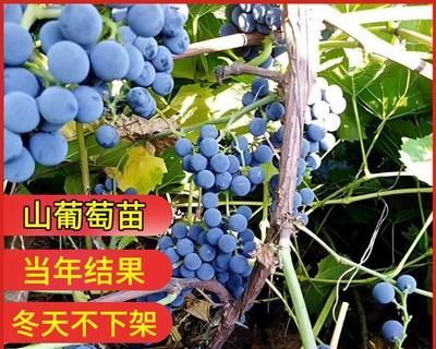 葡萄树耐寒极限探究（低温对葡萄树的影响及其防护措施）
