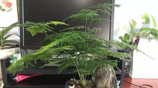 文竹的生长习性与环境条件（探究文竹生长的秘密）