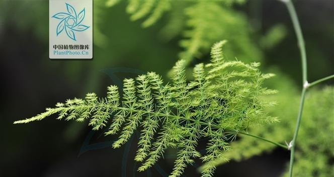 文竹叶子的形态与特征（探究文竹叶子的形状）