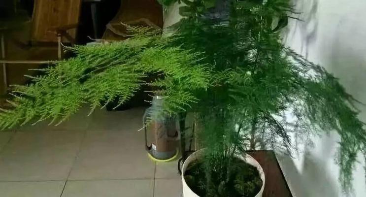 文竹冬季浇水技巧（寒冷季节如何给文竹浇水）