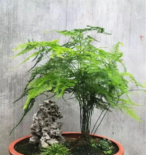 文竹养护大全——浇水篇（多久浇一次水）