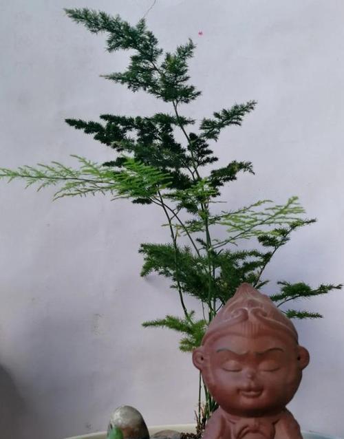 如何正确浇水文竹（有效方法）