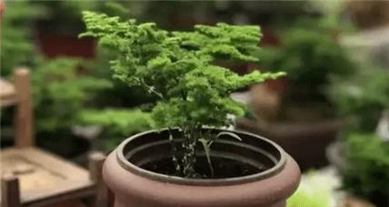 文竹浇水需浇透，注意水分管理（文竹的生长习性及其对水分的需求）