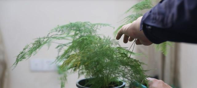 如何正确修剪文竹（掌握文竹修剪技巧）