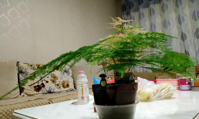 文竹可水养吗（文竹的水养与干养有何不同）