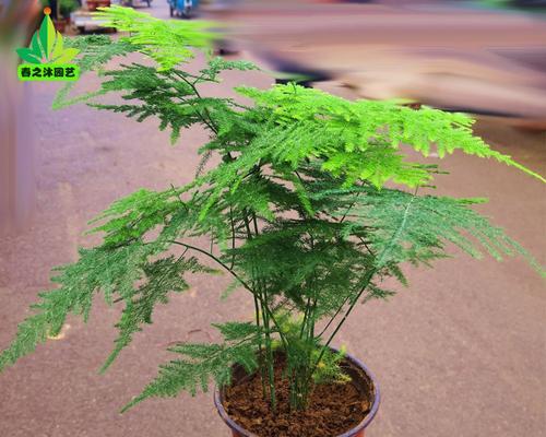文竹耐寒程度解析（从多少度开始考验文竹的逆境生存能力）