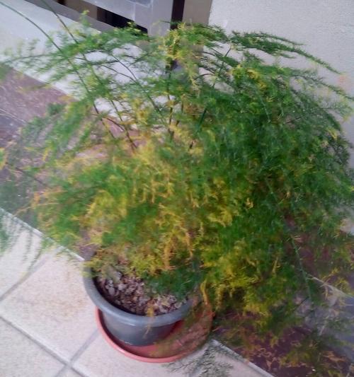 文竹晒太阳，好处多多（探讨文竹的阳光需求及晒太阳的方法）