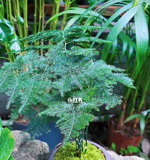 如何选择最适合的文竹品种（掌握文竹的养殖知识）