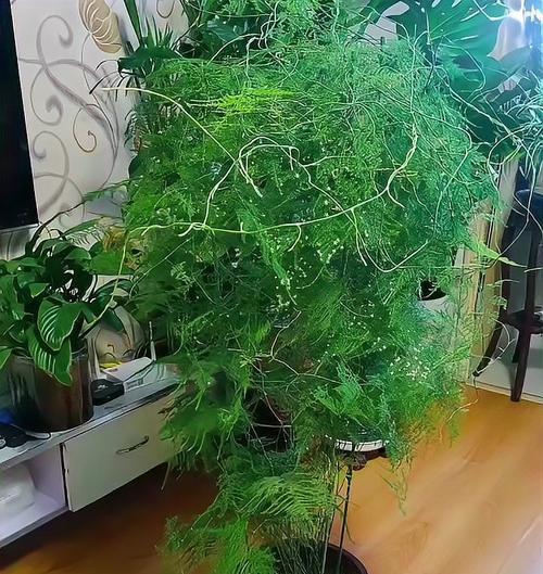 文竹的开花时间和寓意（了解文竹开花的秘密和寓意传说）