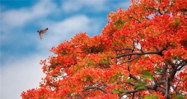 枫叶的花语与其寓意（枫叶花语的深意与传承）