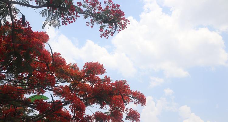 凤凰花（凤凰花的花语及其传递的情感力量）