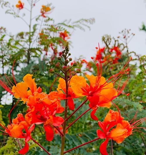 凤凰花的象征意义（凤凰花的美丽与坚韧）
