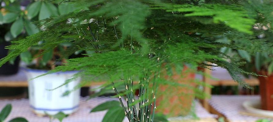 文竹的土壤种植指南（如何选购和配制适合文竹生长的土壤）