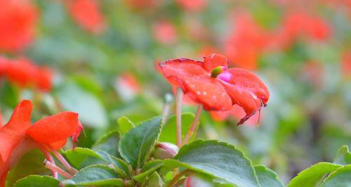 凤仙花（美丽盛放的凤仙花传递着爱）