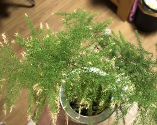 文竹水浇多了怎么办（防止文竹过度浇水的有效方法）