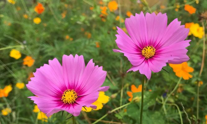 格桑花（探索格桑花的花语）