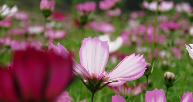 格桑花（探寻格桑花的美丽寓意）