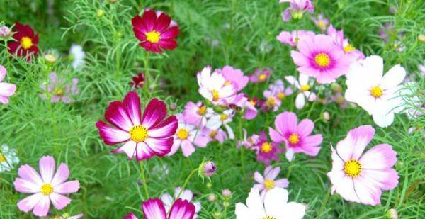 格桑花（探寻格桑花的花语和寓意）