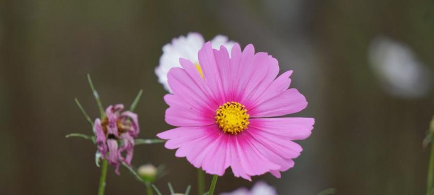 格桑花的花语与寓意（传递爱与坚韧的格桑花）