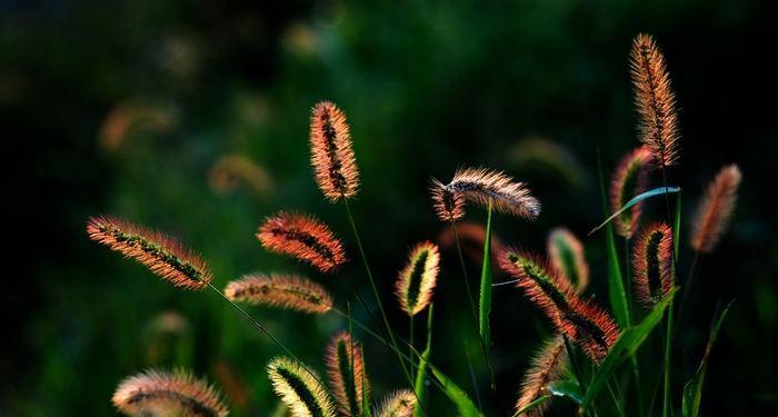 狗尾巴草的花语（探寻狗尾巴草花语的深层意义）