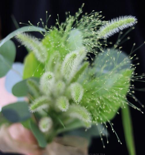 狗尾巴草（探寻狗尾巴草的世界）